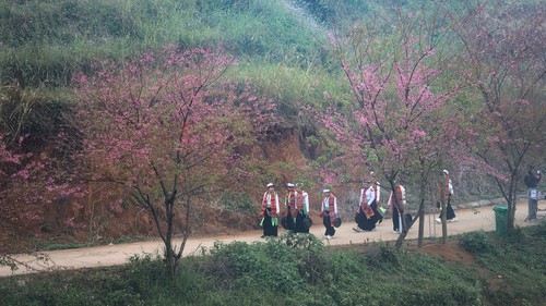 Mùa hoa anh đào xóm Mừng - điểm hẹn du lịch gắn với bảo tồn văn hóa Mường