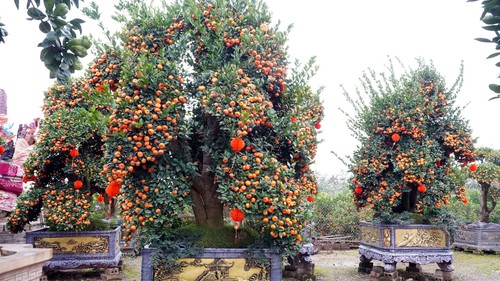 Nông dân Hưng Yên làm giàu từ nghề trồng hoa, cây cảnh