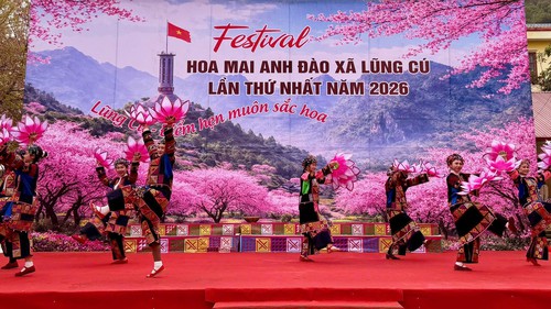 Khai hội hoa Mai Anh Đào Lũng Cú