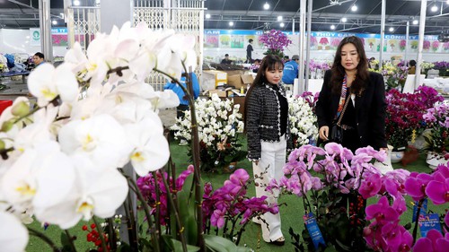 Các làng hoa, cây cảnh vào giai đoạn nước rút cho vụ Tết