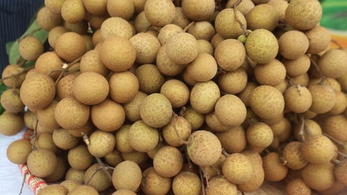 Nhãn lồng Hưng Yên, lươn Nghệ An thành di sản văn hóa phi vật thể quốc gia