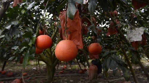 Bưởi đỏ Luận Văn, Lam Sơn, Thanh Hóa - Đặc sản hút khách dịp Tết