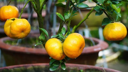 Quýt hồng lên chậu ở Đồng Tháp sẵn sàng phục vụ thị trường Tết 2026