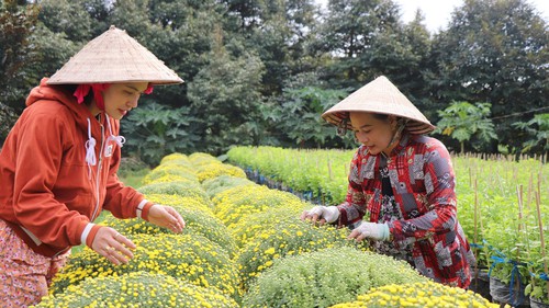 Thị trường hoa, cây cảnh Tết khởi động sớm, sức mua dè dặt