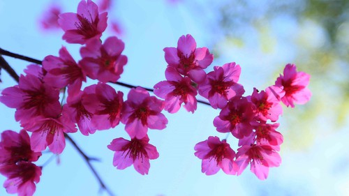 Sơn La: Hoa mai anh đào nở rộ thu hút khách du lịch