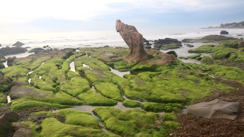 Mùa rêu xanh ở bãi biển Cổ Thạch