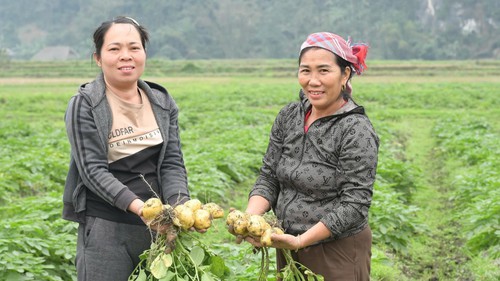  Vùng lũ Làng Chút thay áo mới, đón Xuân sang