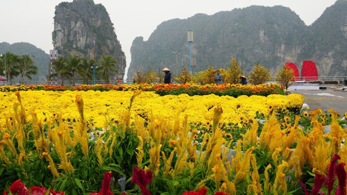 Quảng Ninh lần đầu tổ chức Đại lộ hoa và công nghệ ánh sáng bên vịnh kỳ quan Hạ Long