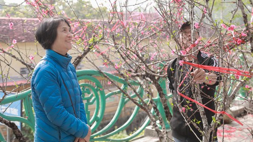 Tiểu thương thấp thỏm vì sức mua đào, quất giảm