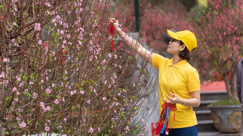Mở cửa không gian hoa Xuân quy mô lớn tại Vườn hoa Lý Thái Tổ, Hà Nội từ ngày 13/2