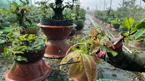 Vì một miền quê đáng sống: Sắc xuân Tân Tây - Khai thác đa giá trị từ cây Mai vàng