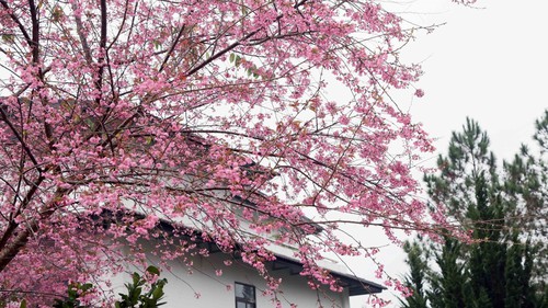 Cao nguyên Mộc Châu mùa Xuân về