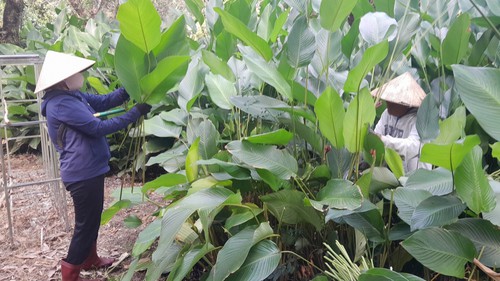 Rộn ràng mùa thu hoạch lá dong phục vụ Tết