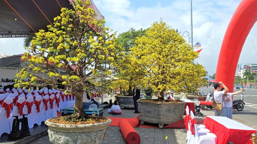 Lễ hội Mai vàng lần thứ nhất năm 2026