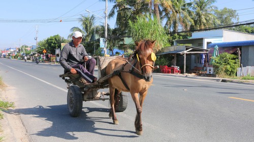 Xe ngựa - Biểu tượng văn hóa "độc bản" miền biên viễn Tây Nam