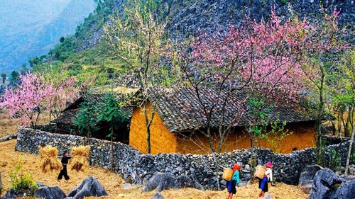 Xuân về trên đá nở hoa