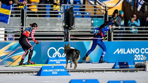 Olympic mùa Đông 2026: VĐV trượt tuyết hốt hoảng khi bị... chó rượt