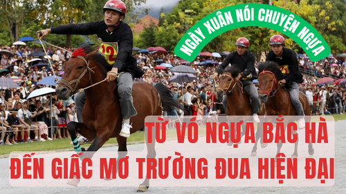 Ngày Xuân nói chuyện Ngựa: Từ vó ngựa Bắc Hà đến giấc mơ trường đua hiện đại