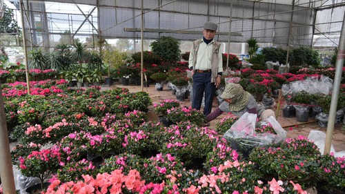 Làng Hoa lớn nhất Hưng Yên rực rỡ chào đón Tết