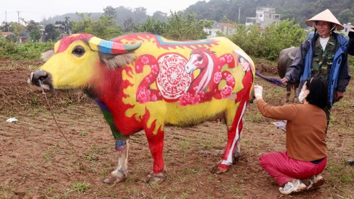 Đặc sắc Hội thi vẽ trang trí trâu ở Lễ hội Tịch điền Đọi Sơn