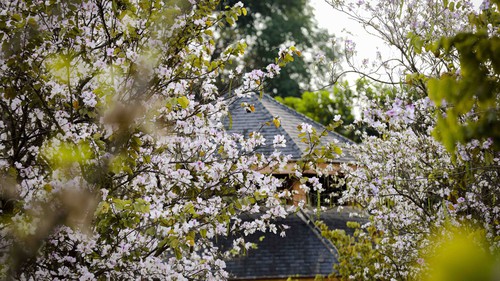 Hoa ban bung nở trên phố núi Điện Biên
