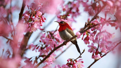 Đà Lạt những ngày sau Tết: Lạc bước giữa bản tình ca của Mai anh đào, Ban trắng và Mimosa