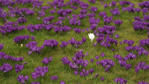 Hoa xuân nở rộ trong khoảnh khắc giao mùa tại London