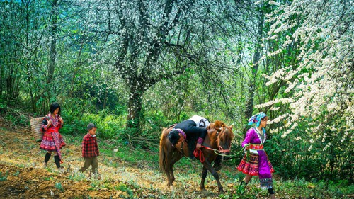 Ngựa thồ và câu chuyện giữ bản sắc văn hóa vùng cao