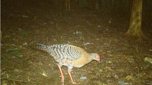 Ghi nhận 27 loài động vật hoang dã trong rừng bảo vệ cảnh quan di tích Văn hóa thế giới Mỹ Sơn