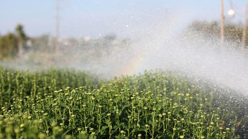 Thời tiết dịp nghỉ Tết Nguyên Bính Ngọ thuận lợi cho việc du Xuân