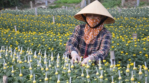 Vì một miền quê đáng sống: Làng hoa Đông Cương góp sắc Xuân cho mọi nhà