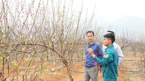 Nhộn nhịp làng hoa đào phai Ninh Bình ngày Tết