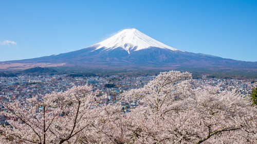 Lễ hội hoa anh đào núi Phú Sĩ bị hủy do quá tải du khách