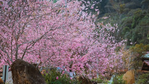 Mai Anh Đào nở rộ tại Măng Đen
