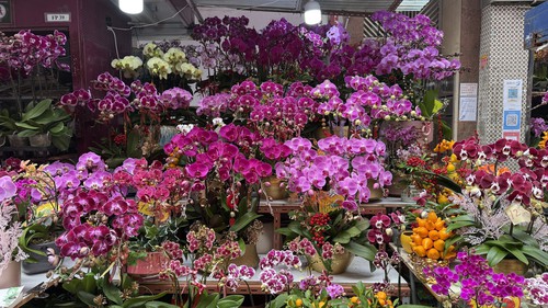 Thú chơi hoa lan ngày Tết của người dân Hong Kong (Trung Quốc)