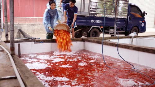 Làng cá chép đỏ Thủy Trầm nhộn nhịp trước ngày ông Công, ông Táo