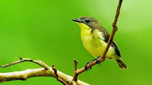 Chữ và nghĩa: "Ba mươi sáu thứ chim"