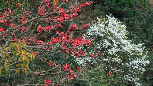 Hoa gạo, hoa ban đua nhau khoe sắc trên đèo Pha Đin