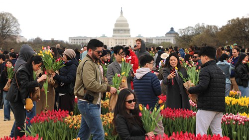 Washington DC rực rỡ Ngày hội hoa Tulip