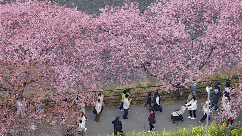 Mùa hoa anh đào chính thức bắt đầu tại "đất nước Mặt Trời mọc"