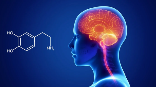 Định hình lại vai trò “hoá chất hạnh phúc” của Dopamine