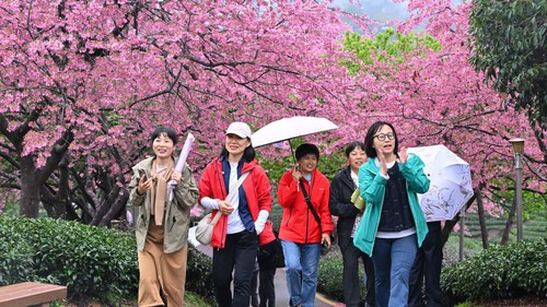 Chiêm ngưỡng vẻ đẹp hoa anh đào tại Trung Quốc