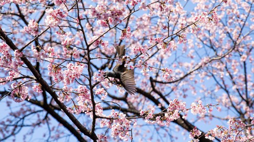 Chi phí dịp lễ hội ngắm hoa anh đào tại Nhật Bản tăng mạnh do lạm phát