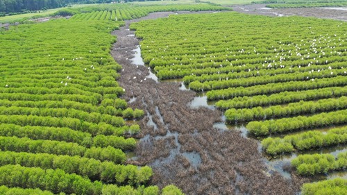 Quảng Ngãi: Rừng ngập mặn Bàu Cá Cái - “lá phổi xanh” hoang sơ hấp dẫn