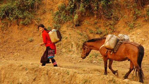 Ngẫm ngợi cuối tuần: Ngựa thồ miền núi