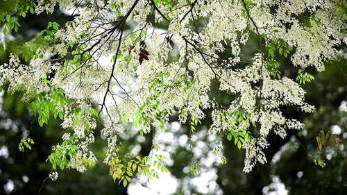 Hà Nội tháng Ba: Nhịp sống chậm giữa những sắc hoa giao mùa