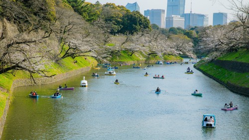 Ngắm hoa anh đào bắt đầu nở rộ tại thủ đô Tokyo, Nhật Bản