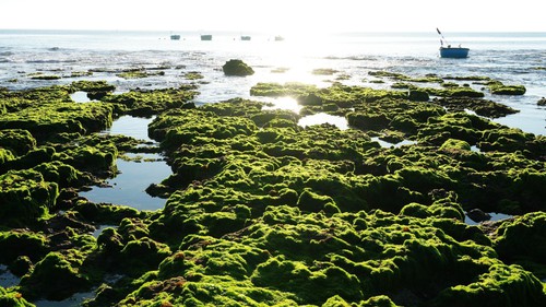 Trải nghiệm vẻ đẹp cánh đồng rong biển ở Khánh Hòa