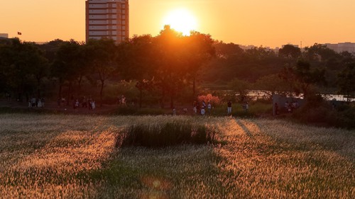 Check-in cánh đồng cỏ lau săn Mặt Trời 'trứng muối' ở TP HCM