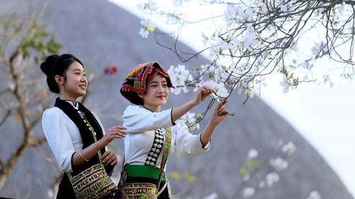 Hoa ban nở trắng níu chân du khách đến Sơn La